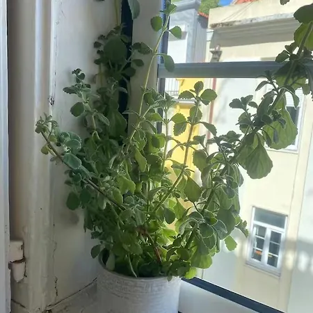 Amazing Viwe Apartment *
